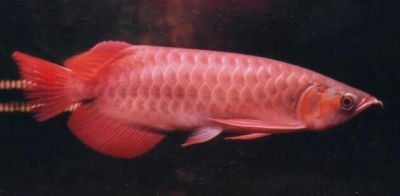 Super red  arowana for sale