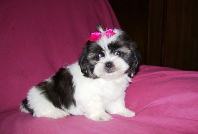 Shih Tzu Puppies Available