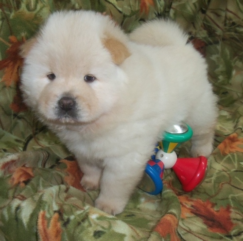 Chow Chows Puppies 
