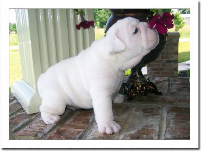 English bulldog puppy  for adoption