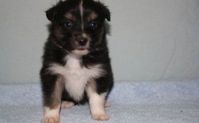 Beautiful Australian Shepherd Puppies for sale