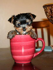 Cute Teacup Yorkies Puppies For Free Adoption