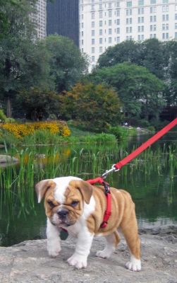 english bulldog puppies for adoption