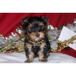 cute gorgeous Male and Female Yorkie puppies