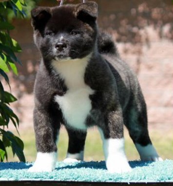 akita puppies