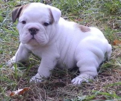 British  Bulldog Puppies ready for you