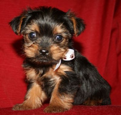 Male and Female teacup yorkie puppies for sale