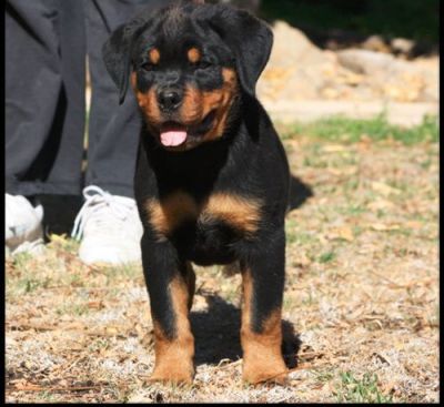 Rottweiler Puppies Available