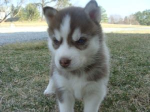 Home Trained Siberian Husky Puppies For Sale