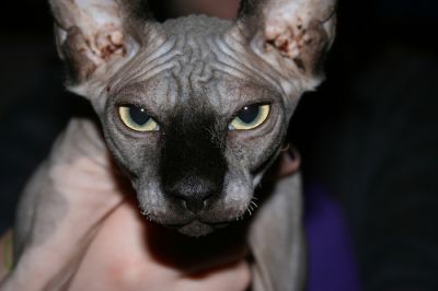 Marvelous Male and Female Sphynx Kittens