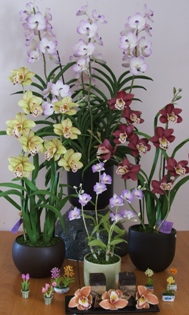 Clay Flowers workshops/tutorials/Class online