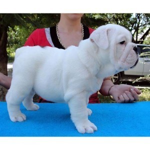 Sweet and good looking Male and Female  English bulldog puppy for adoption.