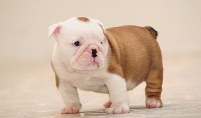 Excellent English Bulldog Puppies For Xmas Available.