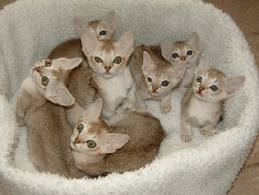 Potty Trained Kittens Cats For Adoption to Sweet homes