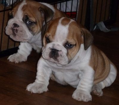 kc english bulldog strong solid pups