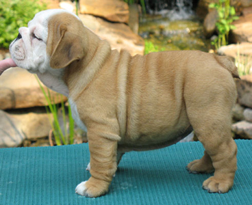 OMG!!! Male and Female English Bulldog Pupies for a good home
