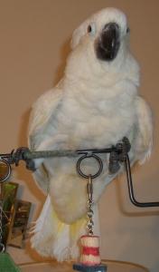 Golden Cockatoo Parrots For Sale