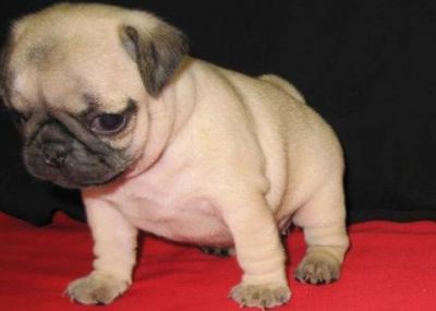 pug puppy female