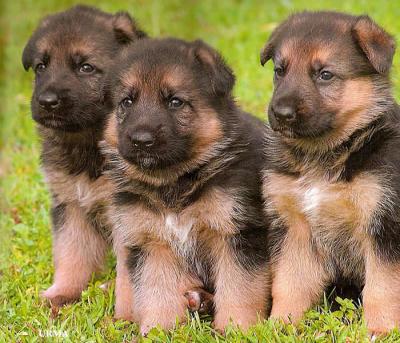 GERMAN SHEPHERD PUPPIES