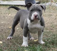 American blue nose Pit Bull Terrier Puppies