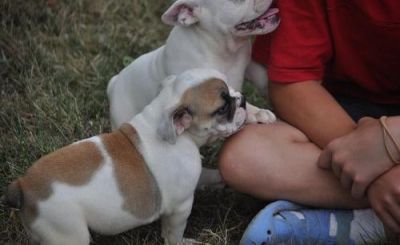  x-mass adorable male and female English bulldog puppies for adoption now!!!