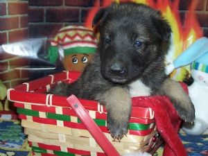 CUTE AND ADORABLE german sheperd PUPPIES FOR ADOPTION