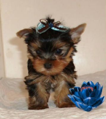 Affectiontae malw nad female Yorkshire terrier pupies for ale ,
