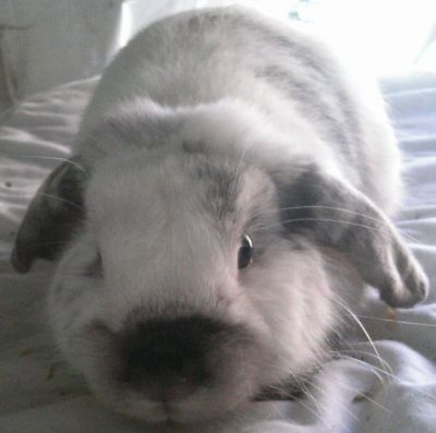 Harlequin Lops For Sale