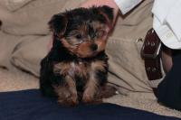 cute and adorable yorkie 