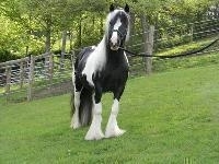 lovely Horse for adoption