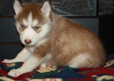 family raised siberian husky puppies for sale