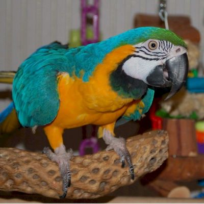 Adorable Scarlet Macaw parrots for adoption