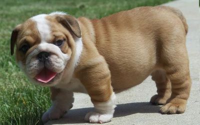 Cute English Bulldog Puppies