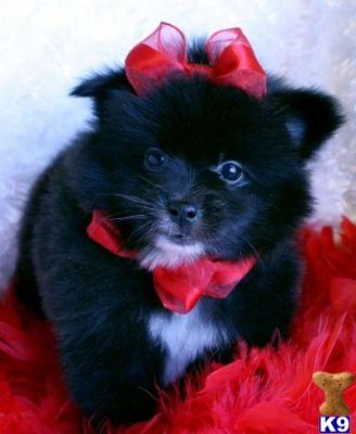 Gorgeous Pomeranian Puppies