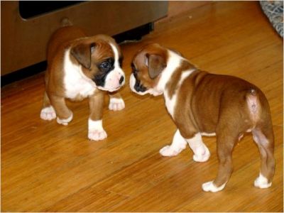 Sweet AKC Potty Trained Boxer  Puppies