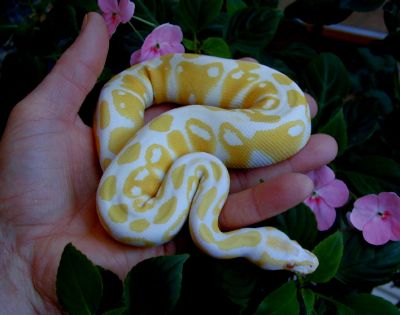 Awesome Albino And Piebald Pythons Available
