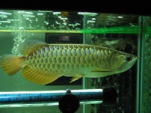 Top Quality Super Red Arowana and many others fishes for sale at a good price