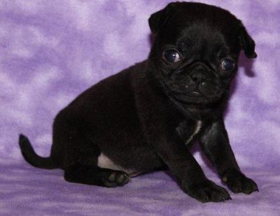 AKC Pug Puppies Available Now For Sale