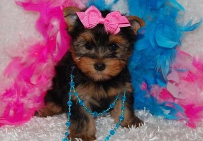 male and female Teacup Yorkie puppies for good homes