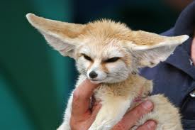 Fennec fox for sale
