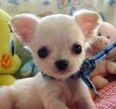 Toy Breed Chihuahua Puppies for Free Adoption