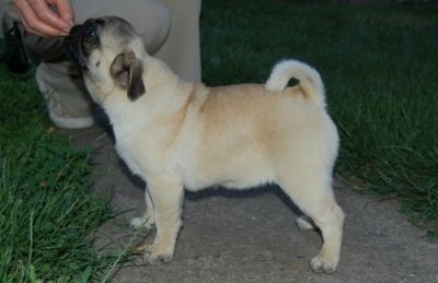 Pug Puppies Available Now For their New Families 