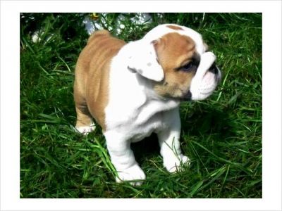 BEAUTIFUL MALE AND FEMALE ENGLISH BULLDOG PUPPIES FOR XMAS