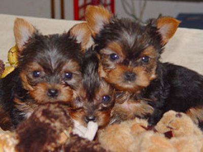 PURE BREED TEACUP YORKIE PUPPIES