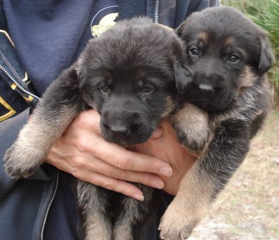 Cute Male and Female German Shepherd Dogs