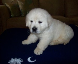 golden retriever puppy for sale 