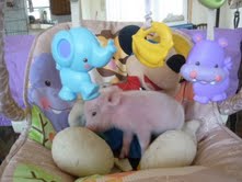 tea cup piglets for adoption