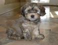 Havanese puppies looking for a new home