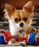 Cute chihuahua puppies for your home
