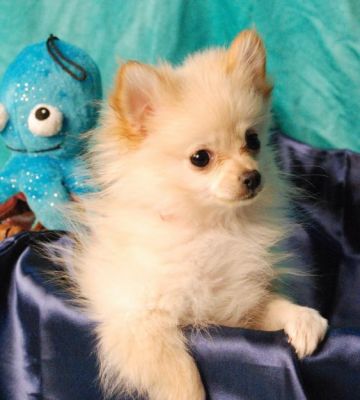 Super Tiny Teacup AKC Toy Pomeranian puppies for Adoption!